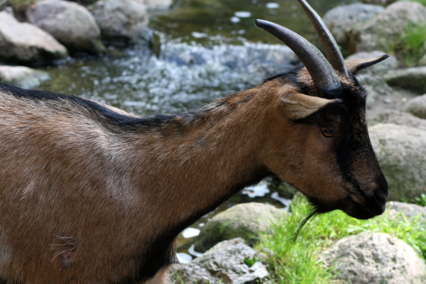 Natur und Umweltpark Güstrow Goat Ziege