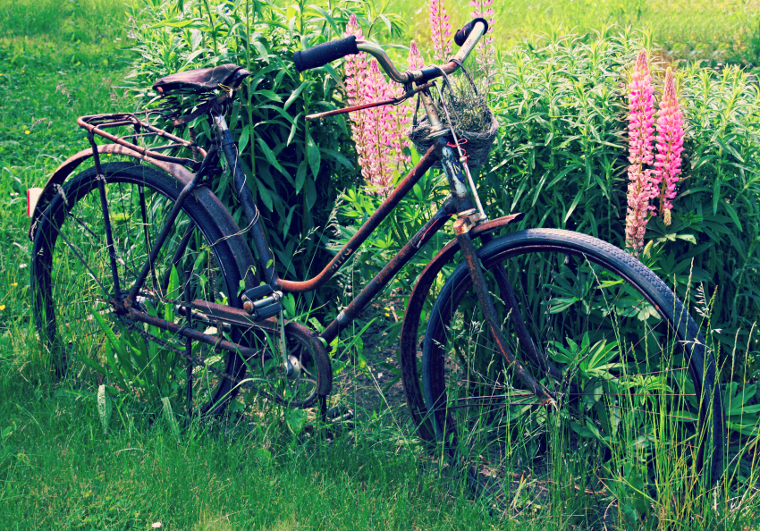rusty old bike silent sunday 1
