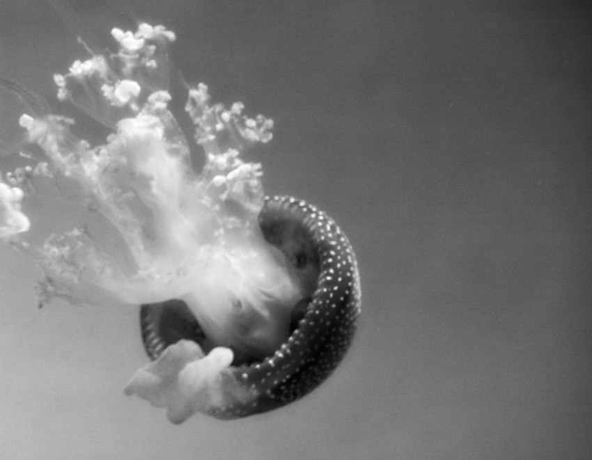 jelly fish silent sunday